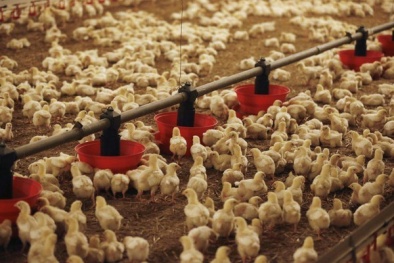 Clip: 1.000 chú gà con 'kêu gào' thảm thiết khi bị bỏ rơi giữa cánh đồng