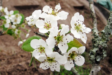 Hoa lê trong Truyện Kiều ngập chợ hoa Quảng An với giá tiền triệu