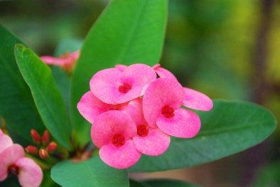 Kỹ thuật trồng cây Xương Rồng Bát Tiên mang may mắn cho gia chủ