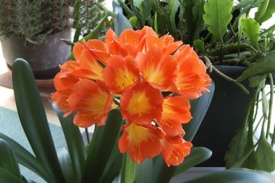 Kỹ thuật trồng cây hoa lan quân tử mang phú quý cho gia chủ