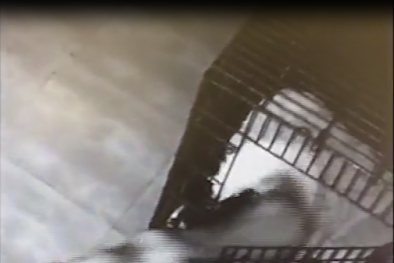 Chú chó thông minh cứu đồng loại khỏi phòng khám thú y