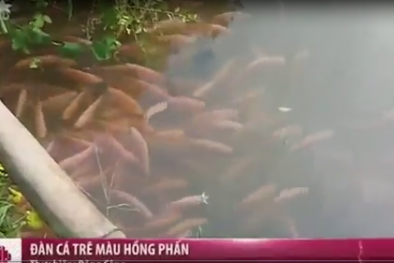 Clip: Mục sở thị đàn cá trê màu hồng phấn kỳ lạ ở Cần Thơ