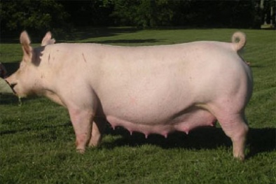 Kỹ thuật chăn nuôi và chăm sóc lợn nái mang thai khỏe mạnh
