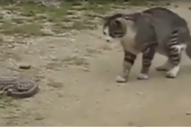 Clip: Mèo bắt răn trong vòng 1 phút