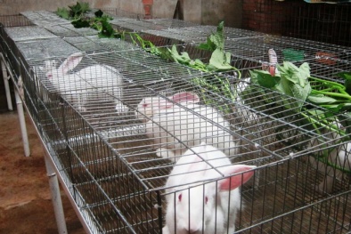 Kỹ thuật nuôi thỏ thịt tại nhà cải thiện kinh tế gia đình