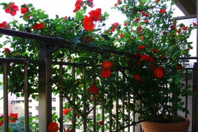 Kỹ thuật trồng cây hoa Hồng leo đẹp ngỡ ngàng theo từng kiểu ban công