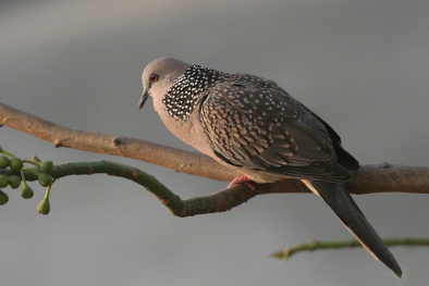 Kỹ thuật nuôi và chăm sóc Chim Cu gáy chuẩn nhất