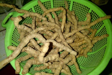 Ngâm rượu ba kích sai cách: Bổ dương thành liệt dương