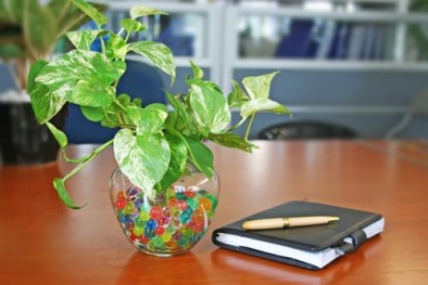 Kỹ thuật trồng cây Trầu Bà để hút khí độc trong phòng