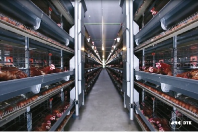 Nhà máy sản xuất trứng gà sạch hàng đầu thế giới tại Việt Nam chuẩn bị ra mắt