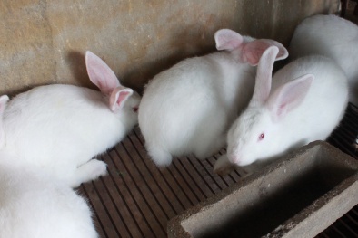 Kỹ thuật nuôi và chăm sóc thỏ sinh sản hiệu quả cao