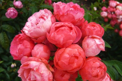 Kỹ thuật trồng cây hoa Hồng baby cho vườn nhà rực rỡ đón hè