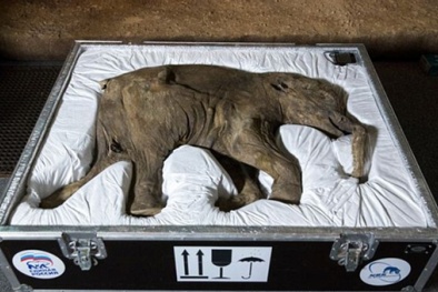 2 năm nữa, loài động vật tuyệt chủng hàng ngàn năm sẽ được hồi sinh?