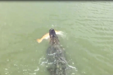 Clip: Cá sấu háu ăn cướp cá 'khủng' của ngư dân