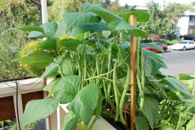 Kỹ thuật trồng đậu cô ve lùn trong thùng xốp đơn giản tại nhà