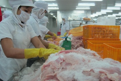 Giá cá tra tăng, có nên đề phòng?