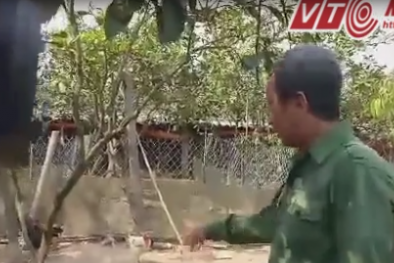Video: Tìm ra nguyên nhân gà Đông Tảo chân 'khủng' chết hàng loạt
