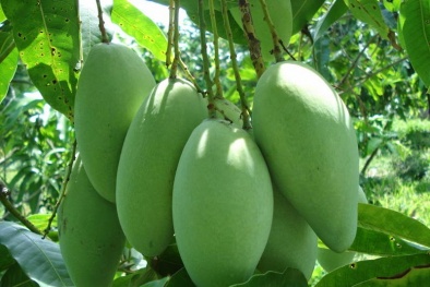 Lá xoài giúp đánh bay tiểu đường, sỏi thận