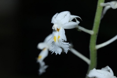 Phát hiện loài lan mới 'tuyệt đẹp' ở Khánh Hòa