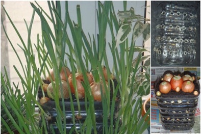 Kỹ thuật trồng cây hành lá trong chai nhựa tại nhà ăn quanh năm