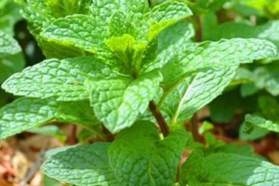 Kỹ thuật trồng cây rau húng lủi một công nhiều tác dụng