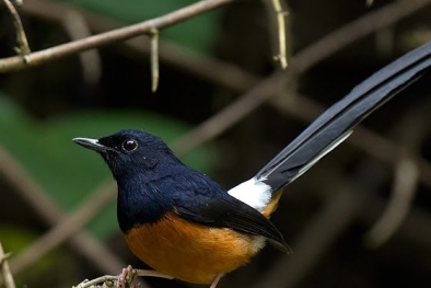 Kỹ thuật nuôi chim Chích chòe lửa hót thánh thót suốt ngày