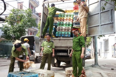 Lạng Sơn: Bắt giữ gần 7.000 con gia cầm giống nhập lậu từ Trung Quốc