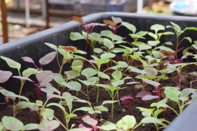 Kỹ thuật trồng cây rau dền tại nhà giải nhiệt mùa hè cho cả gia đình