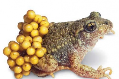 'Vạch mặt' các con vật thịt cực ngon nhưng nội tạng cực độc