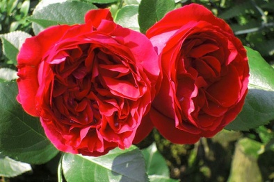 Kỹ thuật trồng cây hoa hồng leo Red Eden đẹp mê mẩn