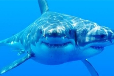 Bí ẩn sự xuất hiện ngày càng nhiều cá mập có hai đầu