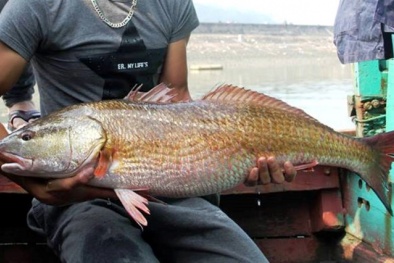 Con cá 8,1kg nghi sủ vàng tiền tỷ ở Nghệ An đã bán với giá ‘bèo’