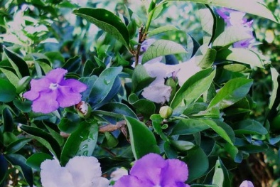 Kỹ thuật trồng cây hoa Nhài Nhật cho vườn nhà ngát hương