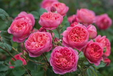 Kỹ thuật trồng cây hoa hồng ngoại trong vườn nhà đẹp miễn chê 