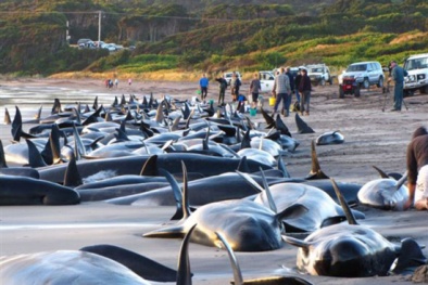 Bí ẩn thảm hoạ khiến 96% sinh vật biển bị diệt vong