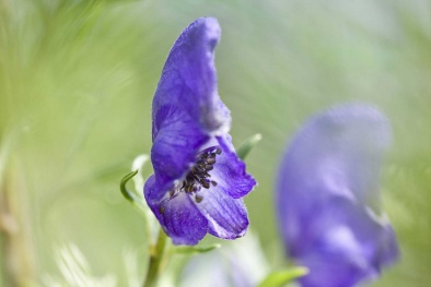 Nhập viện vì sử dụng trà thảo dược chứa chất độc