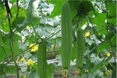 Kỹ thuật trồng cây mướp trên sân thượng cho quả sai trĩu cành