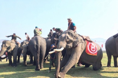 Tưng bừng lễ hội đua voi ở Tây Nguyên