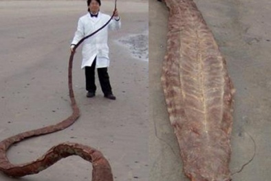 Bí ẩn 'quái vật' khổng lồ trôi dạt vào bờ biển Nhật Bản