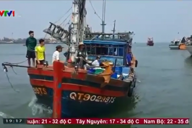 Ngư dân Quảng Trị trúng mẻ cá thu bè 150 tấn, trị giá 5 tỷ đồng