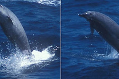 Phát hiện cá voi hình 'đạn ngư lôi' siêu quý hiếm trên Trái Đất