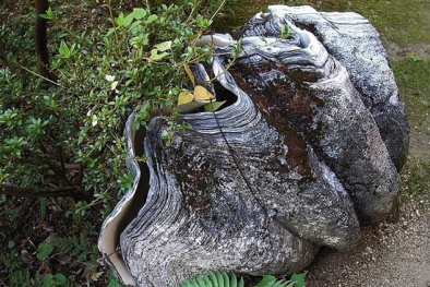 Bí ẩn loài ngao khổng lồ nặng hơn 300kg