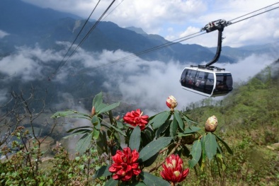 Tháng Tư lên Fansipan ngắm hàng ngàn cây đỗ quyên mùa lễ hội