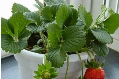 Kỹ thuật trồng cây dâu tây trong chậu cho cả nhà ăn trái quanh năm 