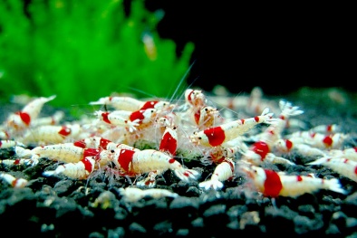 Tép cảnh giá tiền triệu mỗi con