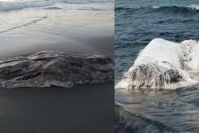 Bí ẩn những 'quái vật' khổng lồ, kỳ dị trôi dạt vào bờ biển