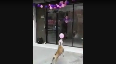 Cư dân mạng 'phát sốt' trước khả năng chơi bóng siêu việt của một chú chó thông minh