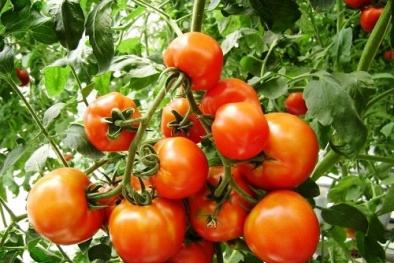 Kỹ thuật trồng cây cà chua trên sân thượng cực đơn giản