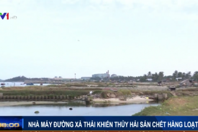 Nhà máy đường xả thải khiến thủy sản chết hàng loạt