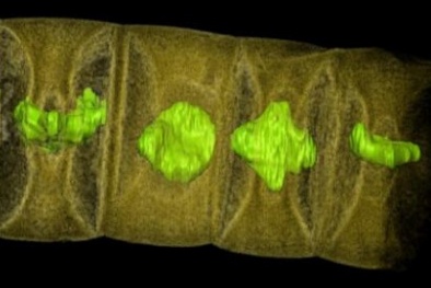 Phát hiện hóa thạch thực vật lâu đời nhất thế giới niên đại 1,6 tỉ năm